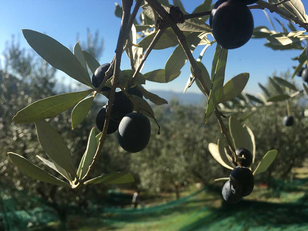Ulivo-pianta-olive-terre-di-fulvio
